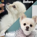 멍지펫살롱 이미지