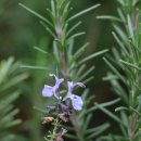 로즈마리 이미지