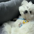 위드안전 | 강아지카시트 내돈내산 반려동물 자동차안전벨트 솔직 한달사용후기(위드포즈)