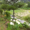 대관령 지니하우스 이미지