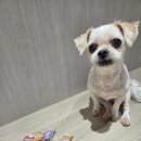 댕댕이루 | 노견 치석 관리 필수템! 댕댕이연구소 가수분해 덴탈껌 믹스츄 솔직후기 🐶🦷