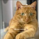 오복호두 네이버블로그