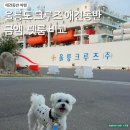 펫크루즈 | 울릉도 크루즈 애견동반 금액, 펫룸 등 비교
