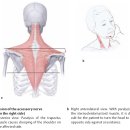 흉쇄유돌근과 상부승모근을 지배하고 있는 부신경(accessory nerve)에 대하여 이미지