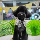 희망 애견 미용실 이미지