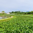연꽃테마파크 방문자 센터 이미지