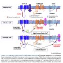 Re: An Apoptotic ‘Eat Me’ Signal: Phosphatidylserine Exposure - cell 리뷰논문 이미지