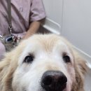 사랑할~개 이미지