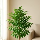 HAPPY TREE(해피트리) | Happy Tree (해피트리) 잎떨림 원인과 관리법 🌱