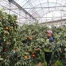 중문농업협동조합강정지점 이미지