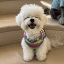 몽구네 애견유치원 이미지