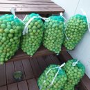 매실농장 이미지