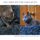 고양이 기절방석 추천 우기펫 고양이 도넛방석