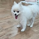 동물보육원 대전서구갈마지부 이미지