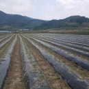 서대리농장 네이버블로그