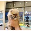 부산강아지분양 디몽 광안리본점 이미지