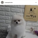 마마펫살롱 이미지
