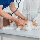 리본동물병원 이미지