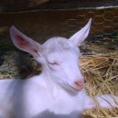 임실사슴농장 이미지