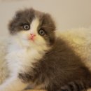 날라리 캣 이미지