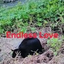 Endless love 이미지
