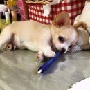 강아지삼촌 이미지