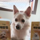 앤더독 이미지