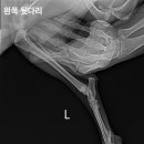 청라호수동물메디컬센터 이미지