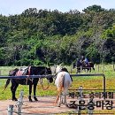 조은승마장 | 제주 조은승마장, 제주도 어린이 승마체험 친절해요