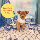 여헌로6길-1 | 구미애견미용 :) 말티푸 미용 인동 애견미용 잘하는곳 버블리독 다녀왔어요 ~