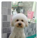 뽀송