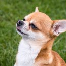 플러스동물의료센터 이미지