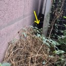 씨유제천광진타운점 | 김관채 고양이탐정 후기/ (경기도 남양주시 화도읍, 하남시 덕풍동, 광주시 오포읍 ) 먹자골목에서 탈출...