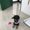 또리네 멍멍이 미용실 이미지