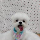 펫피파니 이미지