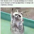 너구리와 친구들