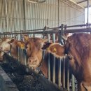 한우사육축사 이미지