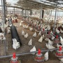 상복농장 이미지