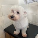 동건스애견카페 이미지