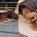 (주)에듀펫 이미지