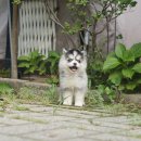 나눔펫 책임분양소 강아지분양 일산점 이미지