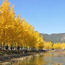 은행나무 이미지