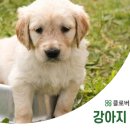 클로버 동물병원 이미지