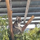 숙원농장 | [시드니 여행] 아이와 함께한 동물원 비교: 오크베일 vs 페더데일 (쿼카를 찾아서!)