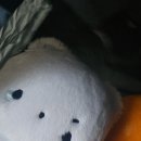 일아 내가 제주도에 일이 데꾸와써 이미지
