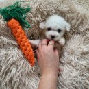 LOVING PET | 안산애견 귀여운 아이들을 만날 수 있는 LOVING PET
