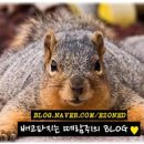 도나미트 이미지
