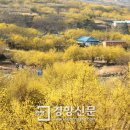 산수유마을