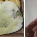 라팡순쌀빵 이미지