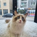 일산고양이분양 라라캣츠 이미지